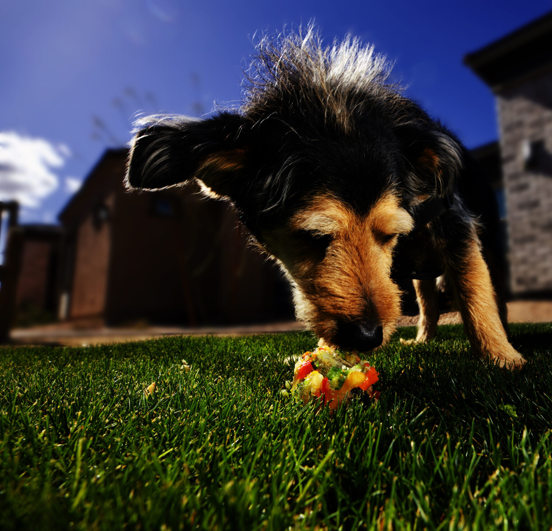 The Forever Dog Life Book | Rodney Habib And Dr. Karen Becker